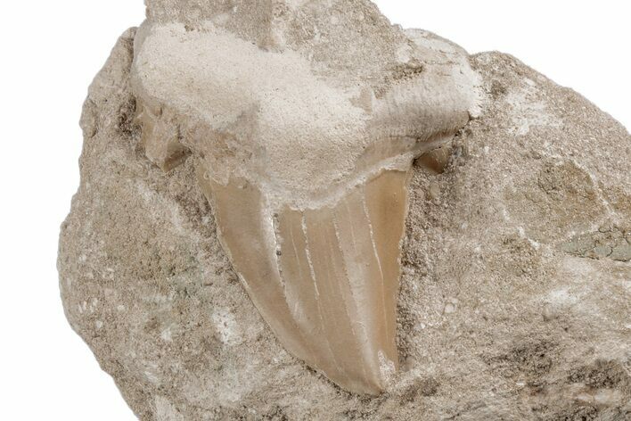 Otodus Shark Tooth Fossil in Rock - Eocene #215619